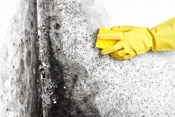 Best Black Mold Remediation in Golf Manor, OH