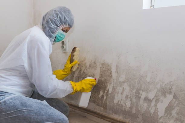 Best Mold Testing and Inspection Services in Golf Manor, OH