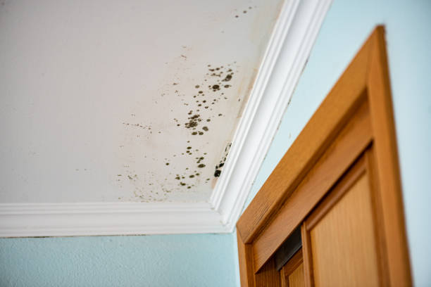 Best Bathroom Mold Remediation in Golf Manor, OH
