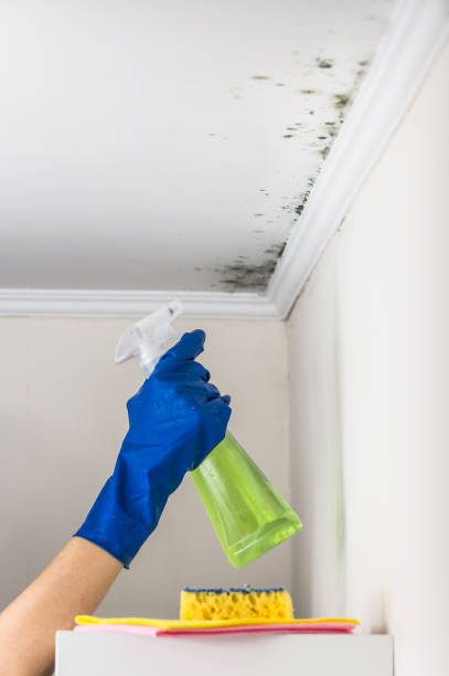 Best Residential Mold Remediation in Golf Manor, OH